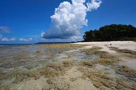 低潮 蓝色天空和白云 在珊瑚海滩 安达曼岛孤独海岸海滩海岸线晴天风景旅行海景假期反射图片