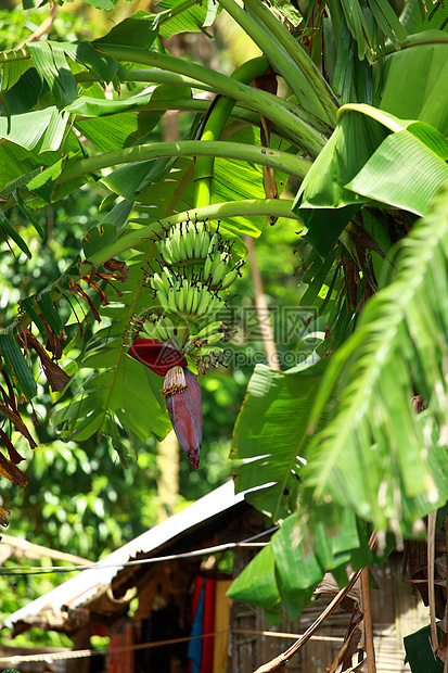绿香蕉农场营养热带农业种植园生长收成水果食物环境图片