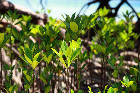 印度安达曼斯哈沃克岛红树林生态状况土壤异国灌丛叶子植物沿海漫画海滩图片