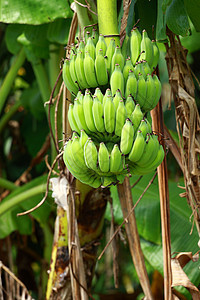 绿香蕉植物环境阳光种植园营养团体场地花园热带收成图片