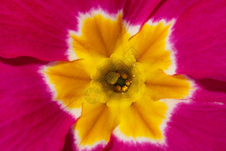 粉红色长春花的美丽春花花盆花园宏观植物学种植花瓣季节性粉色植被黄色图片