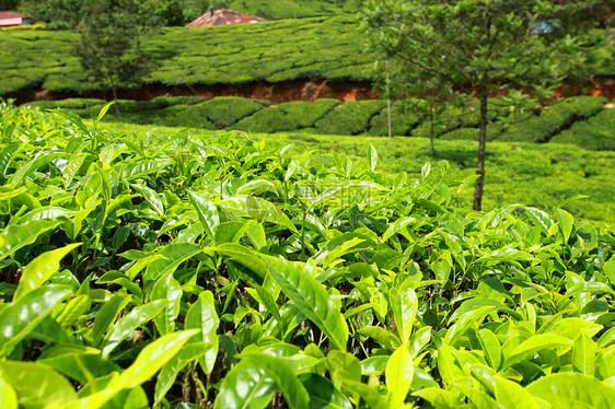 绿色茶叶种植园景观 印度喀拉拉邦Munnar衬套植物文化农业栽培旅行场地农场高地环境图片