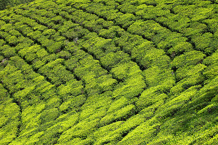 绿色茶叶种植园景观 印度喀拉拉邦Munnar场地生长村庄爬坡天空旅行热带叶子旅游季节图片