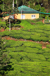 绿色茶叶种植园景观 印度喀拉拉邦Munnar天空生长热带植物农业爬坡栽培季节旅行叶子图片