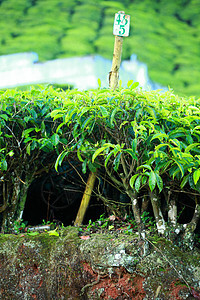 绿色茶叶种植园景观 印度喀拉拉邦Munnar天空场地栽培农场季节农业热带村庄财产叶子图片