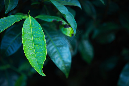 绿色茶叶种植园景观 印度喀拉拉邦Munnar高地生长农场爬坡场地栽培旅游村庄阳台植物图片