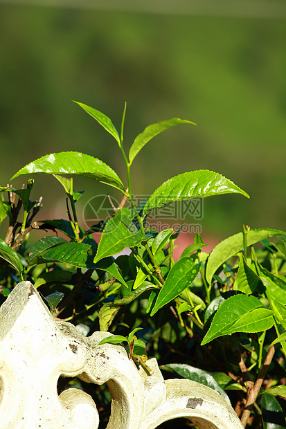 绿色茶叶种植园景观 印度喀拉拉邦Munnar环境农场植物旅行农业文化蓝色热带财产叶子图片