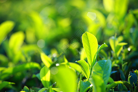 绿色茶叶种植园景观 印度喀拉拉邦Munnar场地植物季节天空旅游爬坡环境热带农场阳台图片