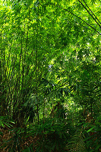 竹子绿林和晨光花园木头生长植物植物群森林阳光文化园艺树林图片