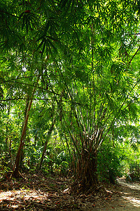 竹子绿林和晨光丛林文化生长太阳叶子森林园艺植物群树林雨林图片