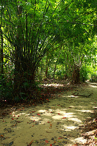 竹子绿林和晨光植物热带雨林园艺阳光植物群气候太阳树林丛林图片