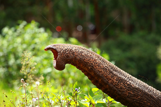 靠近亚洲大象的树干獠牙皱纹头发动物哺乳动物野生动物皮肤游戏图片