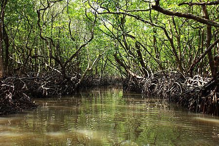 印度安达曼斯哈沃克岛红树林灌丛海岸线林地海岸栖息地热带森林海水灌木土壤图片