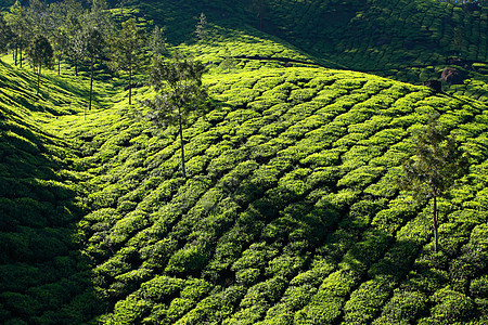 绿色茶叶种植园景观 印度喀拉拉邦Munnar季节农场植物热带旅游文化衬套叶子蓝色天空图片