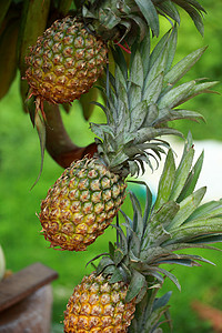 每周在水果市场上看到的新鲜菠萝早餐皮肤异国甜点树叶热带营养食物小吃情调图片
