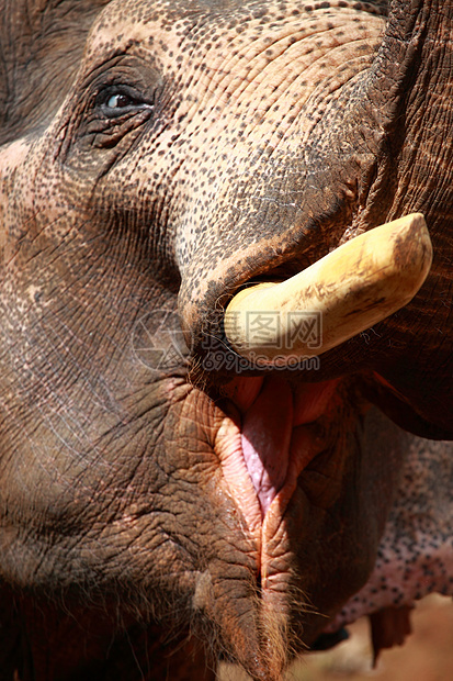 大象玩大象 吃甘蔗和牛群旅行野生动物力量婴儿哺乳动物树干场地瀑布公园荒野图片