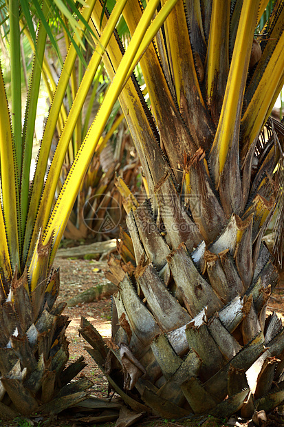 黄棕榈树叶子热带树干生长棕榈海湾异国维生素食物高度图片