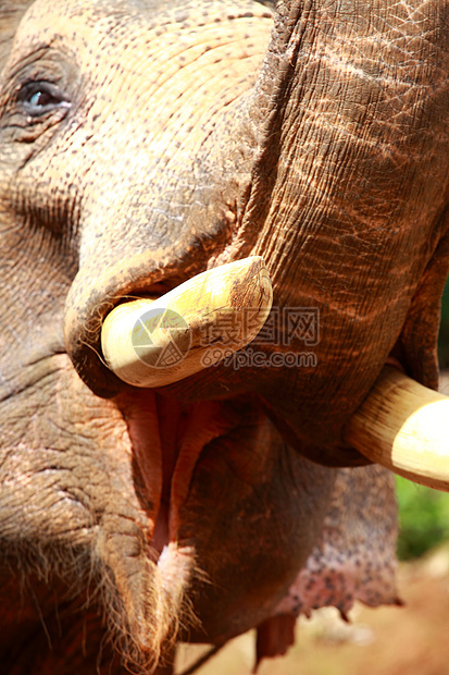 大象玩大象 吃甘蔗和牛群鼻子家庭野生动物婴儿友谊小牛丛林树干场地公园图片