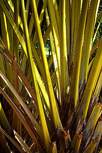 黄棕榈树维生素水果海湾食物培育热带种子棕榈植被橙子图片