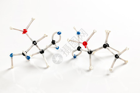 两种氨基酸的分子模型图片
