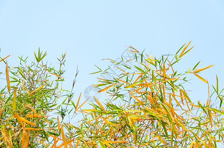 竹叶叶边界绿色植物植物群竹叶文化花园叶子树叶图片