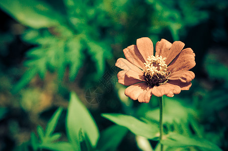 开花植物花园宇宙白色院子花朵环境场地红色农村图片