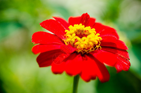 开花花园场地院子农村植物花朵粉色环境白色宇宙图片