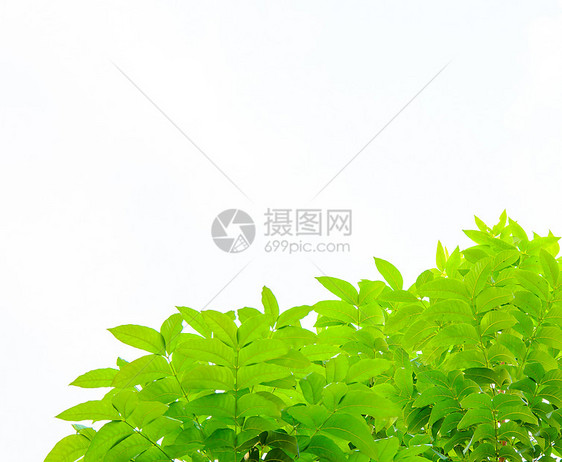 孤立绿叶昆虫生长植物学公园框架枝条晴天花园太阳树木图片