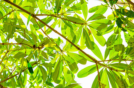 绿树白色森林绿色树干环境叶子树叶树木生长植物图片