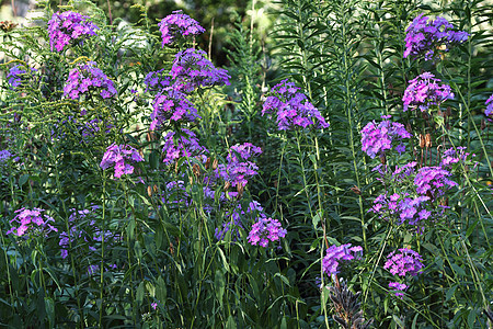 Phloxs 闪光爱好蓝色花艺花园背景图片