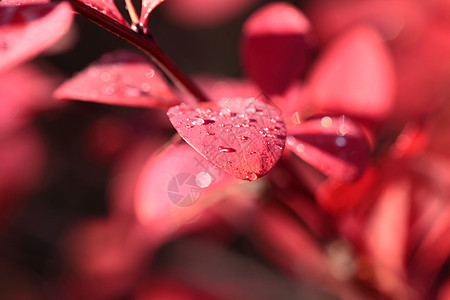 露在红花的叶子上生长植物群环境太阳季节植物学雨滴植物生物学天气图片