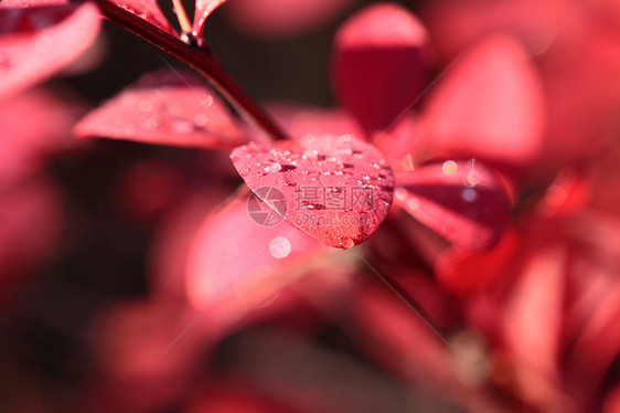 露在红花的叶子上生长植物群环境太阳季节植物学雨滴植物生物学天气图片