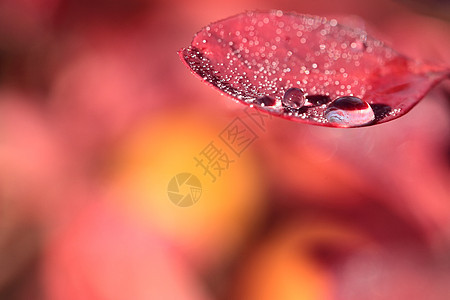 露在红花的叶子上生长树叶太阳雨滴生态植物学光合作用季节植物群狂欢节图片