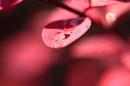露在红花的叶子上狂欢节天气季节宏观树叶植物群环境太阳花园场地图片