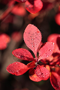 露在红花的叶子上宏观生长花园雨滴树叶生态环境天气植物太阳图片