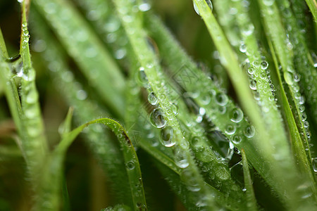 带露露宏观背景的新鲜绿小麦草场地柔软度院子小麦水滴花园草本植物刀刃牧场环境图片