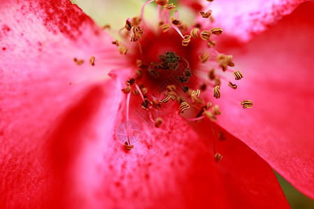 在花园里种着粉红美丽的玫瑰花瓣生活投标植物群叶子宏观花束园艺植物阳光图片