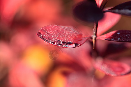 露在红花的叶子上生态植物学植物季节植物群场地环境宏观狂欢节天气图片