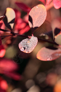 露在红花的叶子上雨滴场地植物群植物学季节生长环境草地光合作用生态图片
