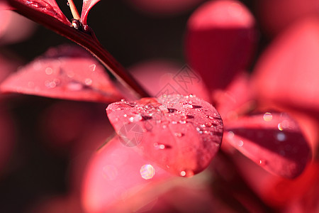 露在红花的叶子上植物场地雨滴植物群狂欢节生态植物学环境树叶太阳图片