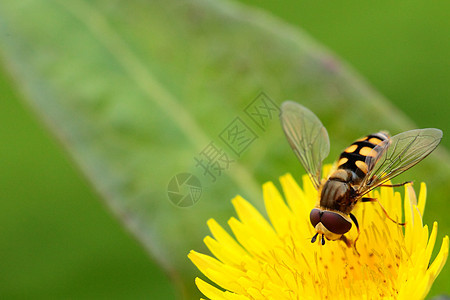 一只蜜蜂忙着喝黄色花朵的花蜜宏观探测植物昆虫金子漏洞翅膀动物眼睛花园背景图片