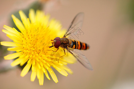 一只蜜蜂忙着喝黄色花朵的花蜜宏观昆虫灰尘金子花园探测蜂蜜养蜂人荒野漏洞背景图片