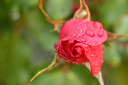 红色玫瑰的紧贴 我的花园里滴着水滴树叶植物花瓣宏观绿色脆弱性美丽叶子图片