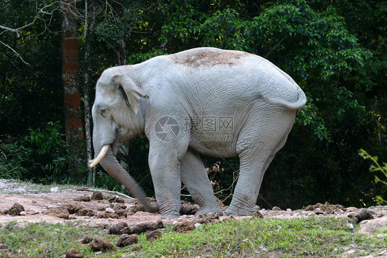 塔伊兰热带森林中的象象象大象绿色冒险树干哺乳动物树叶力量自由野生动物丛林食草图片