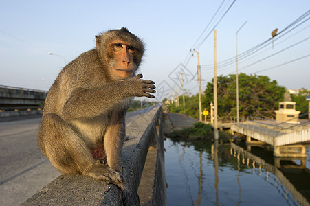 在泰国路上的猴子们双胞胎生活热血哺乳动物生物婴儿家庭狐猴人猿野生动物图片