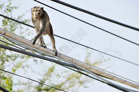 挂在电线上的猴子狒狒尾巴栅栏野生动物动物群倒钩金属毛皮隐藏公园图片