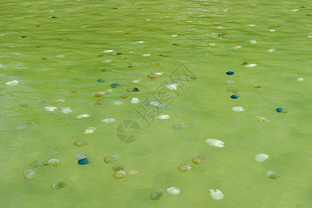 漂浮在泰国海上的美丽的海水母浮潜海洋动物群危险海洋学荒野生物游泳野生动物潜水图片