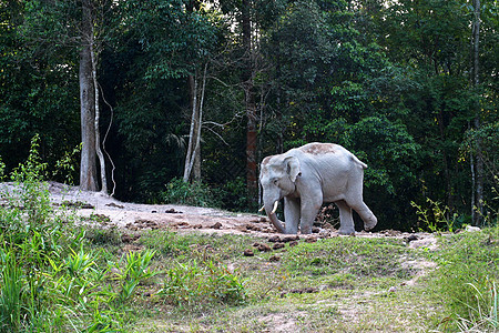 塔伊兰热带森林中的象象象大象冒险女性丛林荒野动物树叶绿色濒危食草野生动物图片