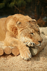 西伯利亚里热沉睡攻击狮子打猎鼻子野生动物条纹生物荒野生态毛皮图片