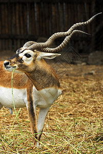 动物园中的非洲羚羊哺乳动物警报眼睛白色野生动物喇叭食草生态动物棕色图片